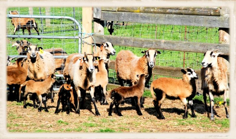 The American Blackbelly Sheep herd ewes and lambs