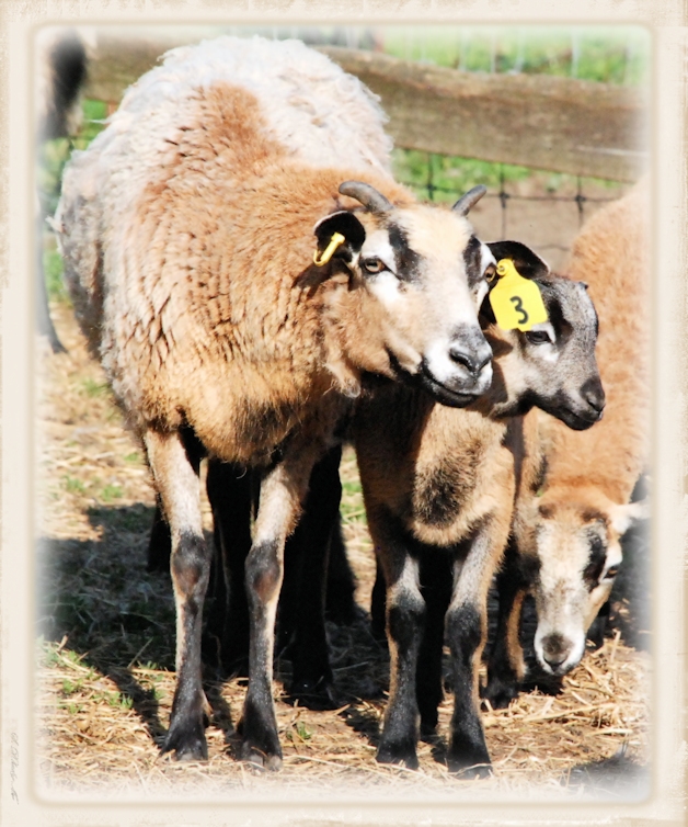 Ewe with her lamb 2016