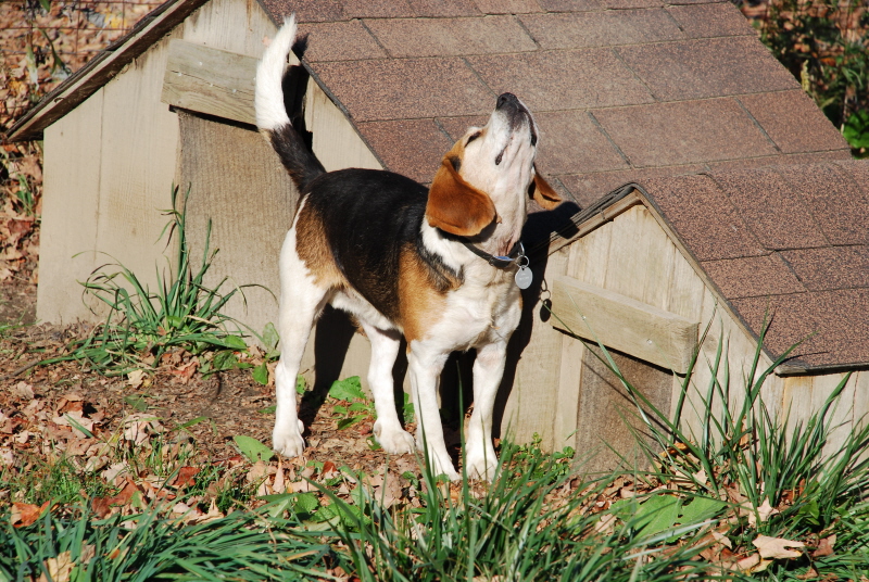 Beagle Stretch
